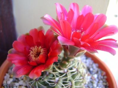 Gymnocalycium baldianum