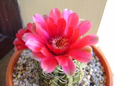 Gymnocalycium baldianum