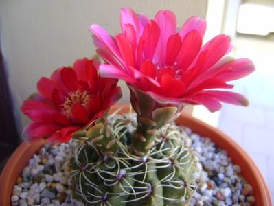 Gymnocalycium baldianum