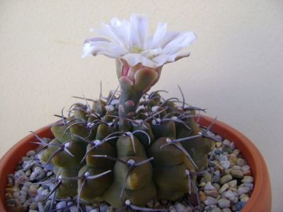 Gymnocalycium vatteri