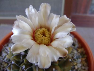 Gymnocalycium vatteri