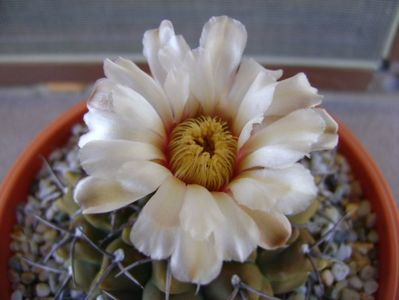 Gymnocalycium vatteri