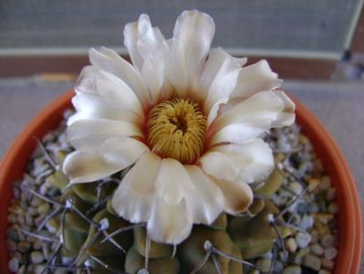 Gymnocalycium vatteri