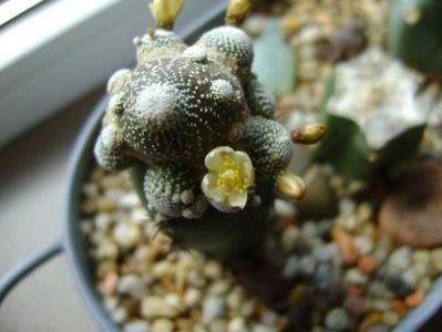 Blossfeldia liliputana