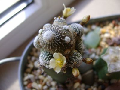 Blossfeldia liliputana