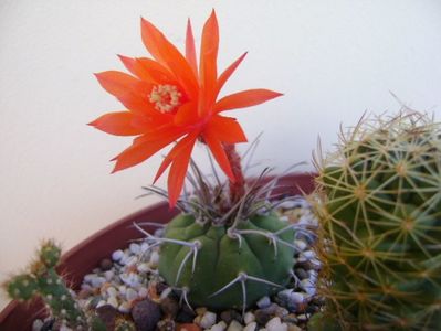 Matucana madisoniorum