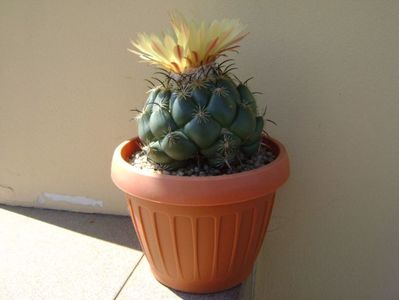 Coryphantha calipensis