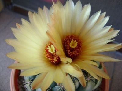 Coryphantha calipensis