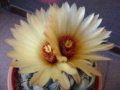 Coryphantha calipensis