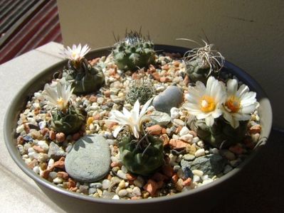 Grup de 7 Turbinicarpus; Turbini. graminispinus
Turbini. klinkerianus
Turbini. schwarzii v. rubriflorus
Turbini. pachystele
Turbini. macrochele 
Turbini. macrochele v. kupcakii                  
Turbini. roseiflorus
