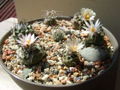 Grup de 7 Turbinicarpus; Turbini. graminispinus
Turbini. klinkerianus
Turbini. schwarzii v. rubriflorus
Turbini. pachystele
Turbini. macrochele 
Turbini. macrochele v. kupcakii                  
Turbini. roseiflorus

