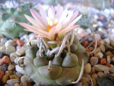 Turbinicarpus schwarzii v. rubriflorus