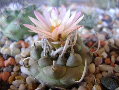 Turbinicarpus schwarzii v. rubriflorus