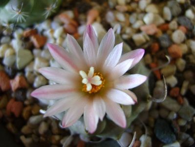 Turbinicarpus schwarzii v. rubriflorus