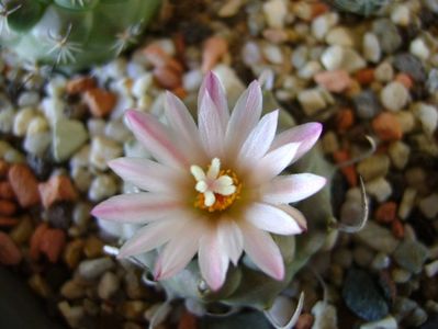 Turbinicarpus schwarzii v. rubriflorus