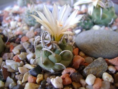 Turbinicarpus pachystele