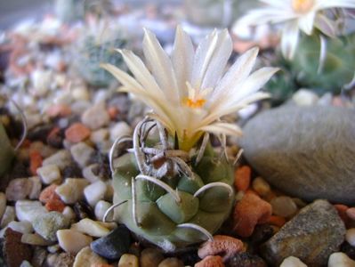 Turbinicarpus pachystele