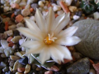 Turbinicarpus pachystele