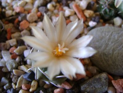 Turbinicarpus pachystele