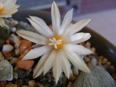 Turbinicarpus pachystele