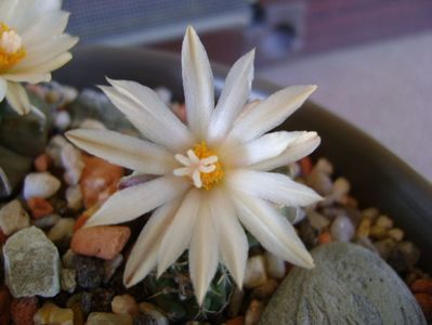Turbinicarpus pachystele