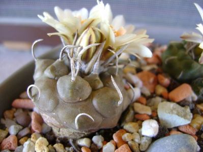 Turbinicarpus macrochele