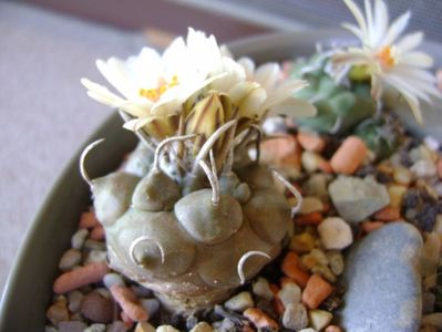 Turbinicarpus macrochele