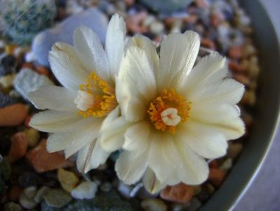 Turbinicarpus macrochele