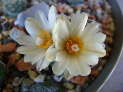 Turbinicarpus macrochele