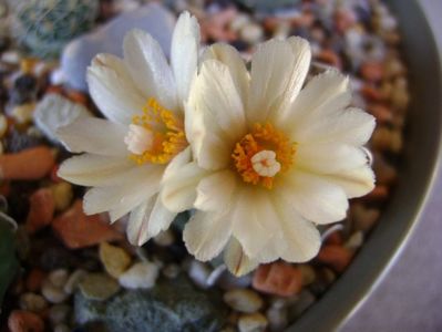 Turbinicarpus macrochele