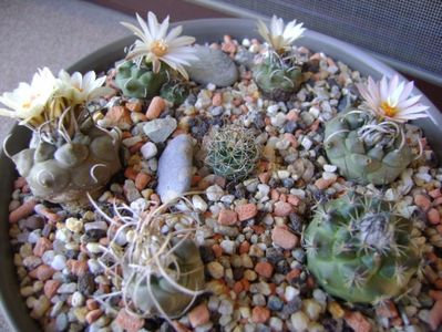 Grup de 7 Turbinicarpus; Turbini. graminispinus
Turbini. klinkerianus
Turbini. schwarzii v. rubriflorus
Turbini. pachystele
Turbini. macrochele 
Turbini. macrochele v. kupcakii                  
Turbini. roseiflorus
