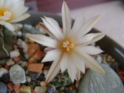 Turbinicarpus klinkerianus
