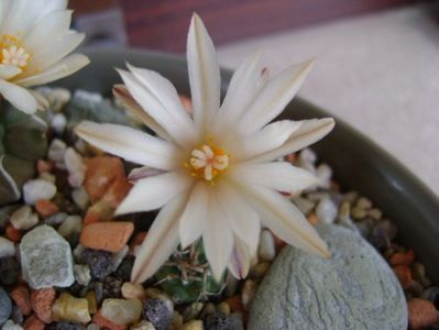 Turbinicarpus klinkerianus