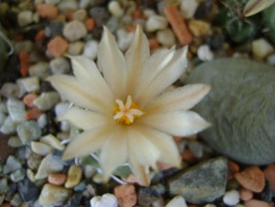 Turbinicarpus klinkerianus