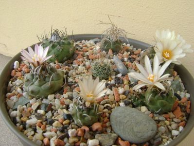 Grup de 7 Turbinicarpus; Turbini. graminispinus
Turbini. klinkerianus
Turbini. schwarzii v. rubriflorus
Turbini. pachystele
Turbini. macrochele 
Turbini. macrochele v. kupcakii                  
Turbini. roseiflorus
