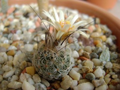 Turbinicarpus krainzianus v. lausseri