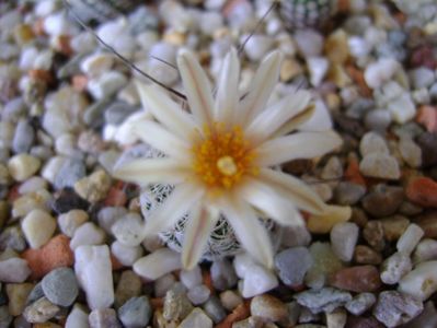 Turbinicarpus krainzianus v. lausseri