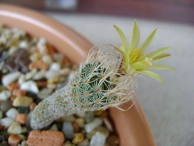 Turbinicarpus krainzianus f. minimus