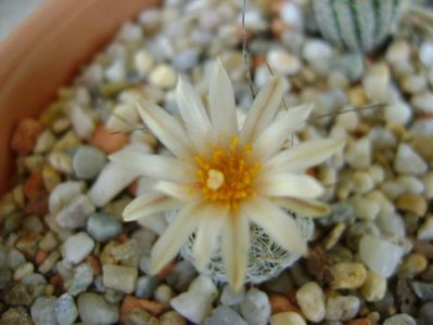 Turbinicarpus krainzianus v. lausseri