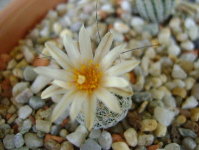 Turbinicarpus krainzianus v. lausseri