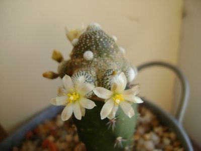 Blossfeldia liliputana