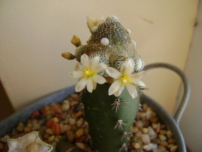 Blossfeldia liliputana