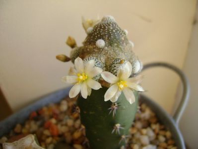 Blossfeldia liliputana