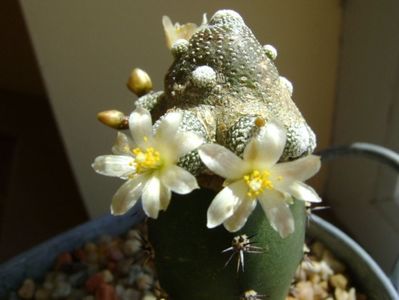 Blossfeldia liliputana