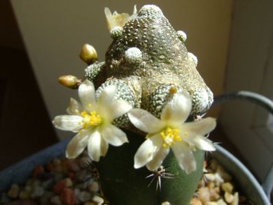 Blossfeldia liliputana
