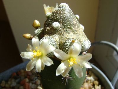 Blossfeldia liliputana