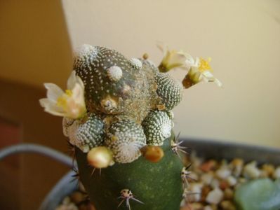 Blossfeldia liliputana