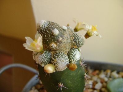 Blossfeldia liliputana