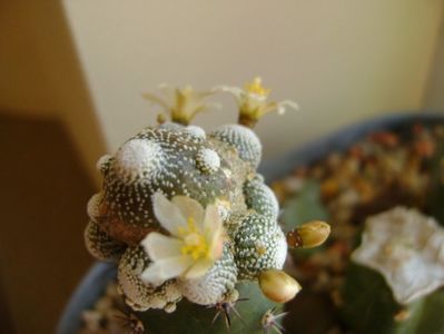 Blossfeldia liliputana