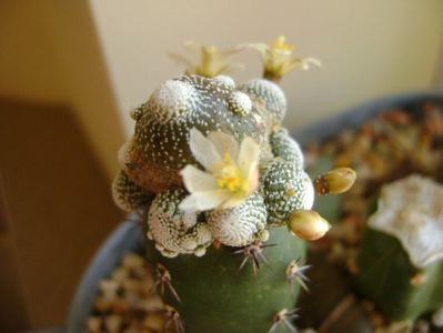Blossfeldia liliputana
